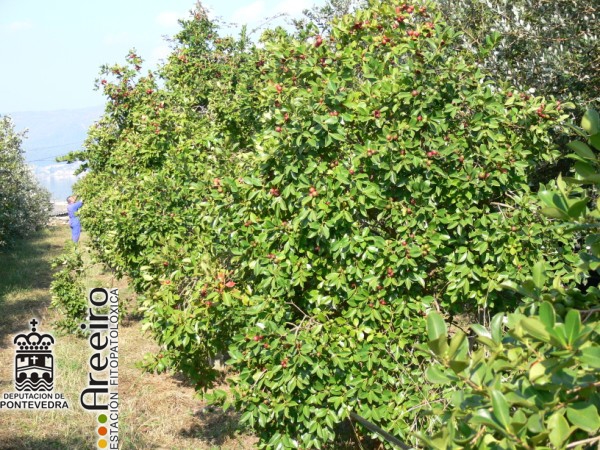 Guayabo fresa - Strawberry Guava - Guaiabo fresa (Psidium cattleianum) >> Guayabo fresa (Psidium cattleianum) - Detalle plantacion.jpg